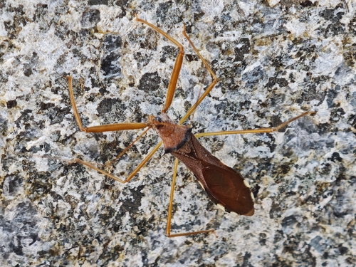 Epidaus sexspinus