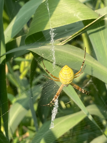 Wasp Spider