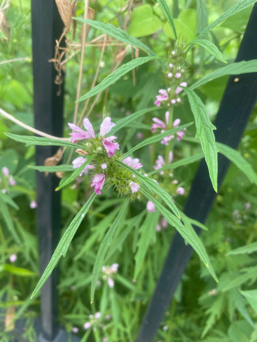 Chinese motherwort