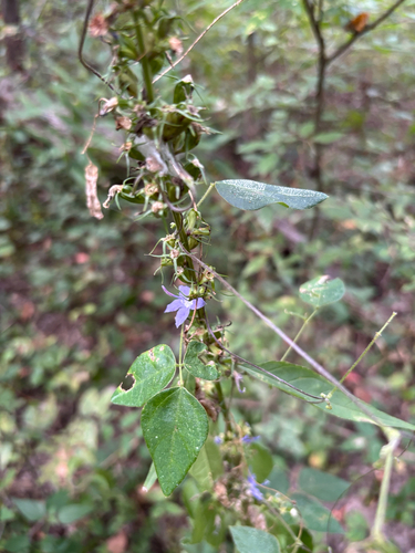 tall bellflower