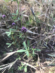 Trifolium ciliolatum