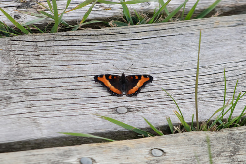 Milbert's Tortoiseshell