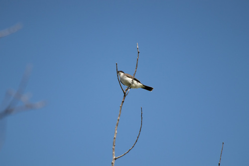 Eastern Kingbird