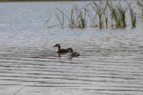 Red-necked Grebe