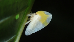 Phyllotropis