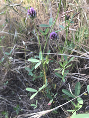 Trifolium ciliolatum