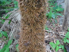 Cryosophila nana, photograph (c) Alexis López Hernández, some rights reserved (CC BY)