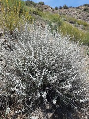 Brickellia nevinii