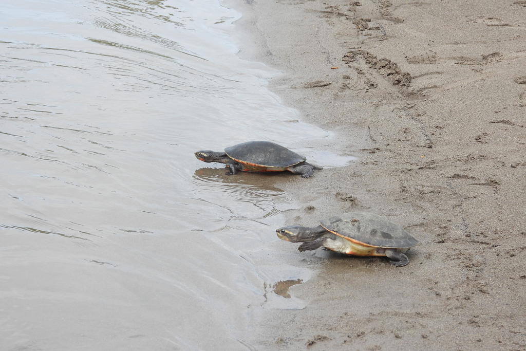 Jardine River turtle (Emydura subglobosa)