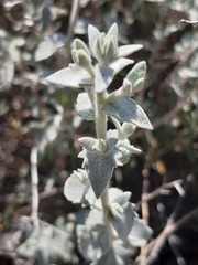 Brickellia nevinii