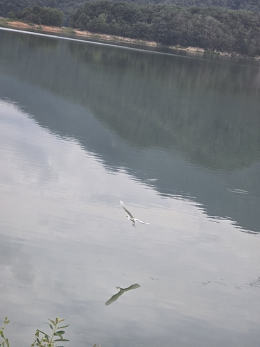 Great Egret