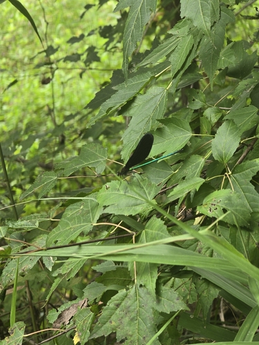 Atrocalopteryx atrata