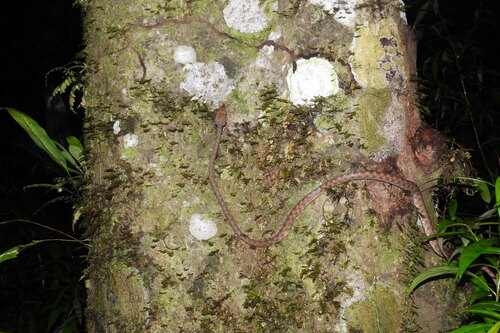 Boiga irregularis