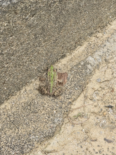 Black-spotted Frog