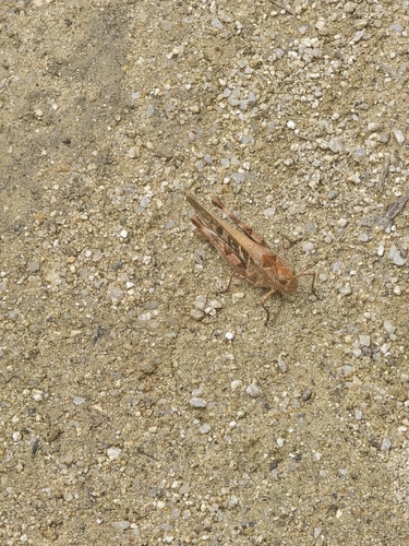 Oedaleus infernalis