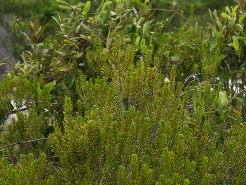 Ceratiola ericoides, photograph 2