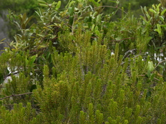 Ceratiola ericoides, photograph (c) geosesarma, some rights reserved (CC BY)