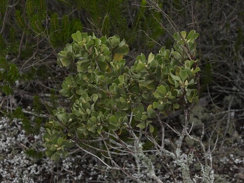 Garberia heterophylla, photograph 6