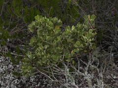 Garberia heterophylla, photograph (c) geosesarma, some rights reserved (CC BY)