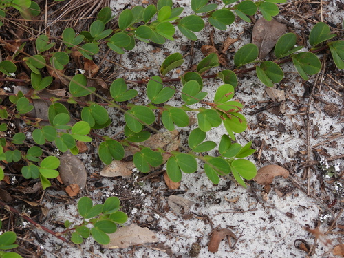 Chamaecrista rotundifolia, photograph 1