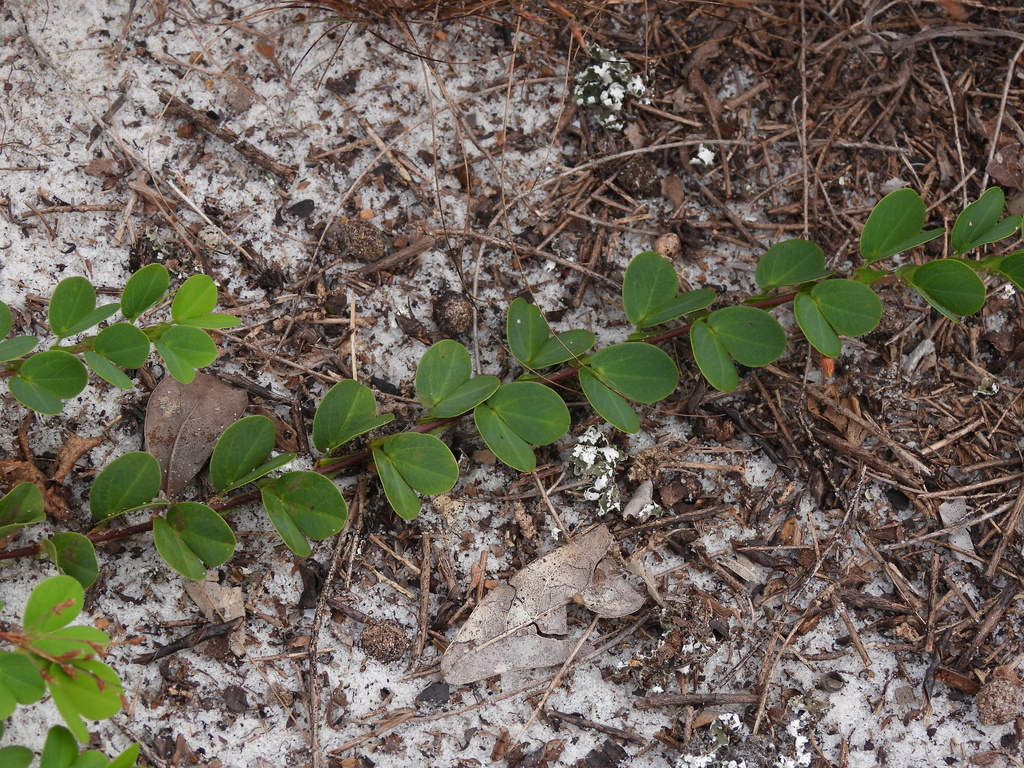 Chamaecrista rotundifolia; photograph (c) geosesarma, some rights reserved (CC BY)