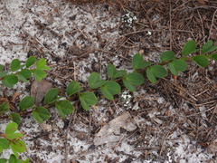 Chamaecrista rotundifolia