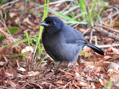 Laniarius funebris