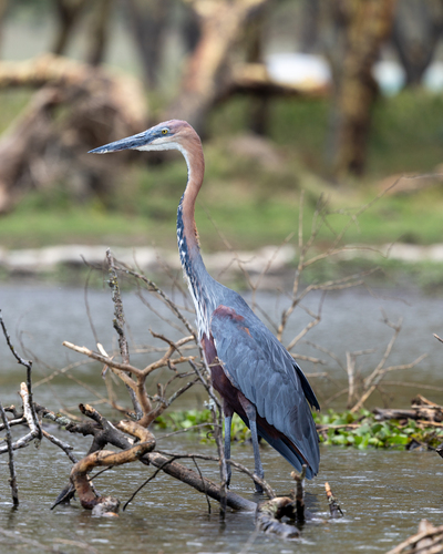 iNaturalist: (c) Wilson Yau, some rights reserved (CC BY-NC), uploaded by Wilson Yau iNaturalist image