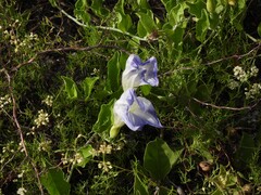 Bonamia grandiflora