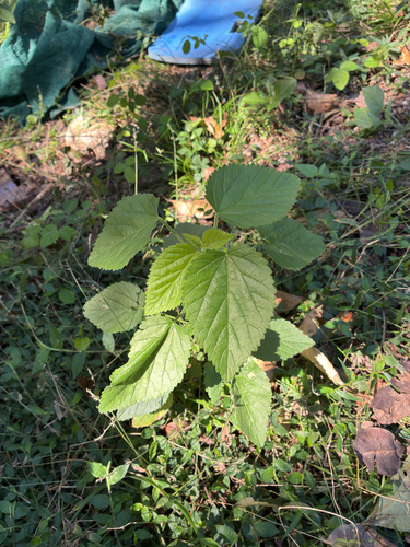 Sida cordifolia, photograph 2