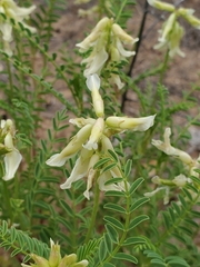Astragalus praelongus