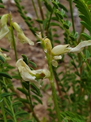 Astragalus praelongus