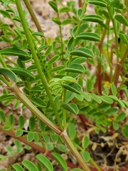 Astragalus praelongus