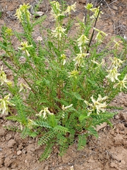 Astragalus praelongus