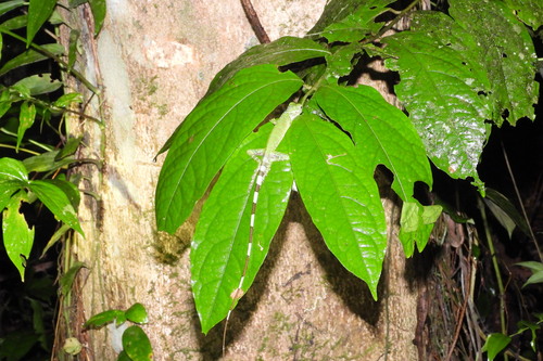 Hypsilurus modestus observed 2026-04-19