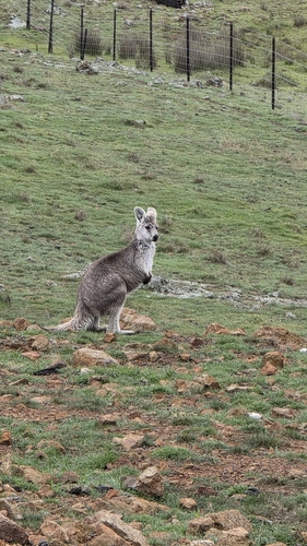 Eastern Wallaroo