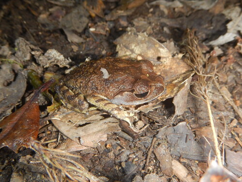 Leptobrachium montanum, 2026-08-21