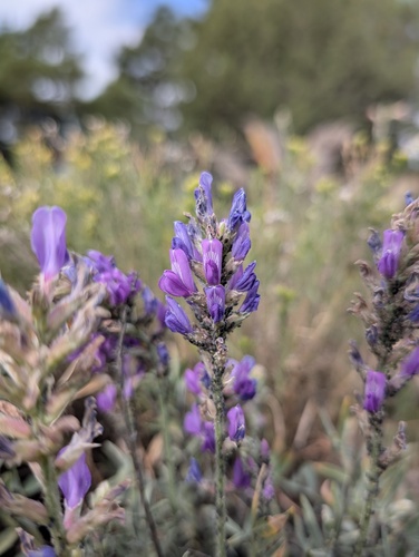 Oxytropis lambertii, photograph 6