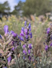 Oxytropis lambertii, photograph (c) Cheng-Te Hsu, some rights reserved (CC BY)