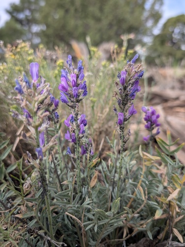 Oxytropis lambertii, photograph 5