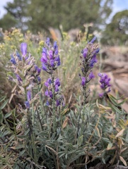 Oxytropis lambertii, photograph (c) Cheng-Te Hsu, some rights reserved (CC BY)