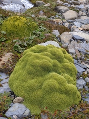 Bolax gummifera