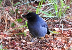 Laniarius funebris