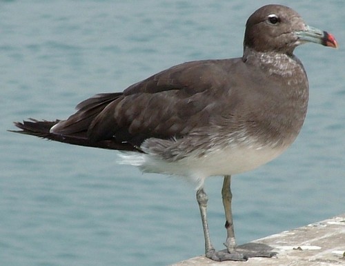 Sooty Gull｜烟鸥 参考照片