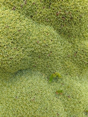 Bolax gummifera