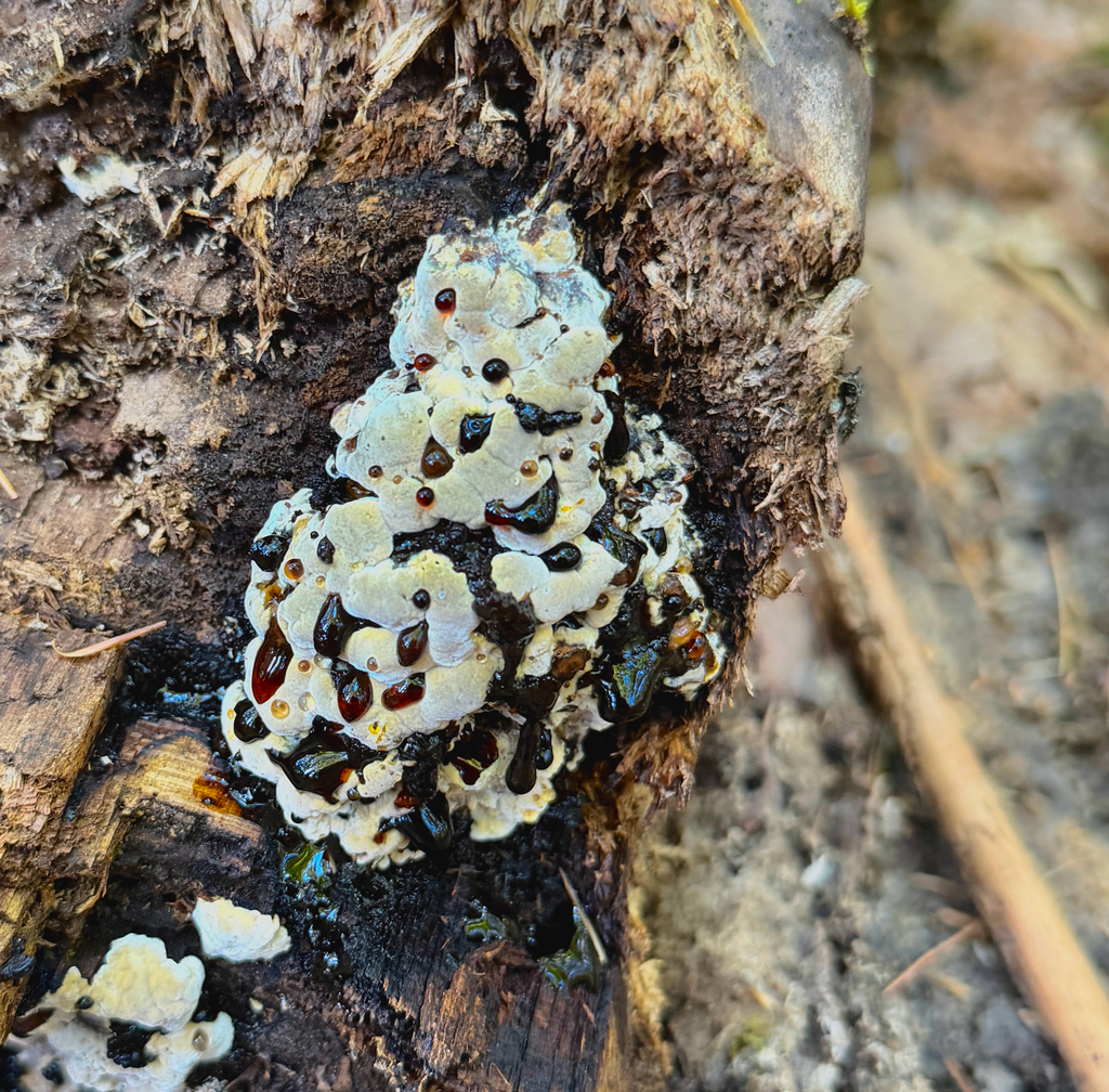 Inonotus glomeratus · August 2026 · photo: Photo: (c) Eli Talhouk, some rights reserved (CC BY) · iNaturalist