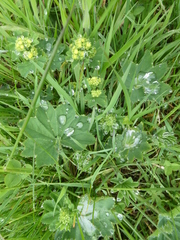 Alchemilla
