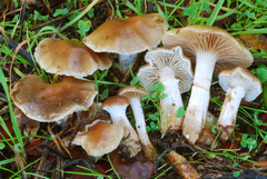 Meottomyces