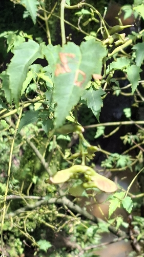 Acer caudatifolium, 2026-08-26