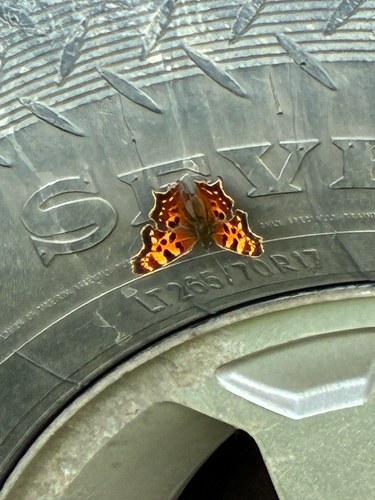 Green Comma